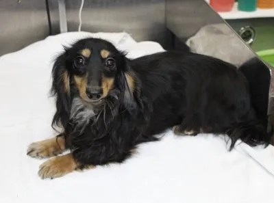 カニンヘンダックス ブラックタン PRAクリア