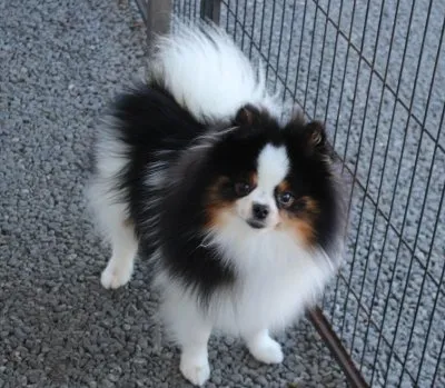 アメリカ血統 ポメラニアン ブラックタンパーティ 高尿酸尿症 クリア