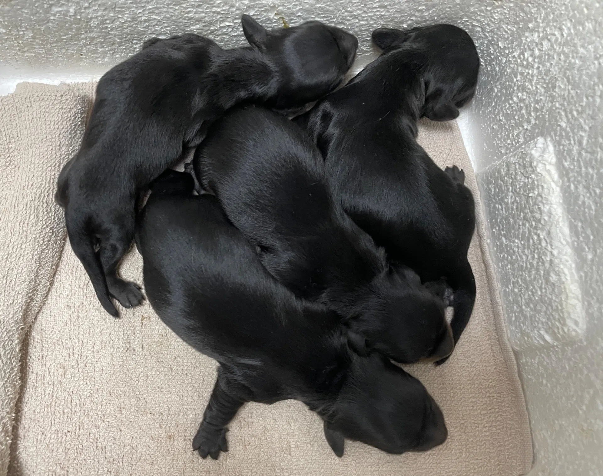 お産続いてます!