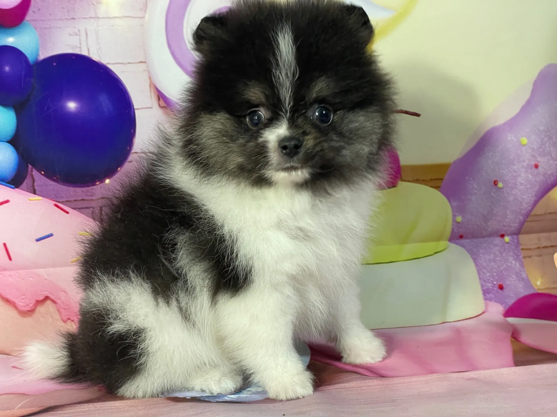 1/16生 ブラックタン&ホワイト♂ NO.112