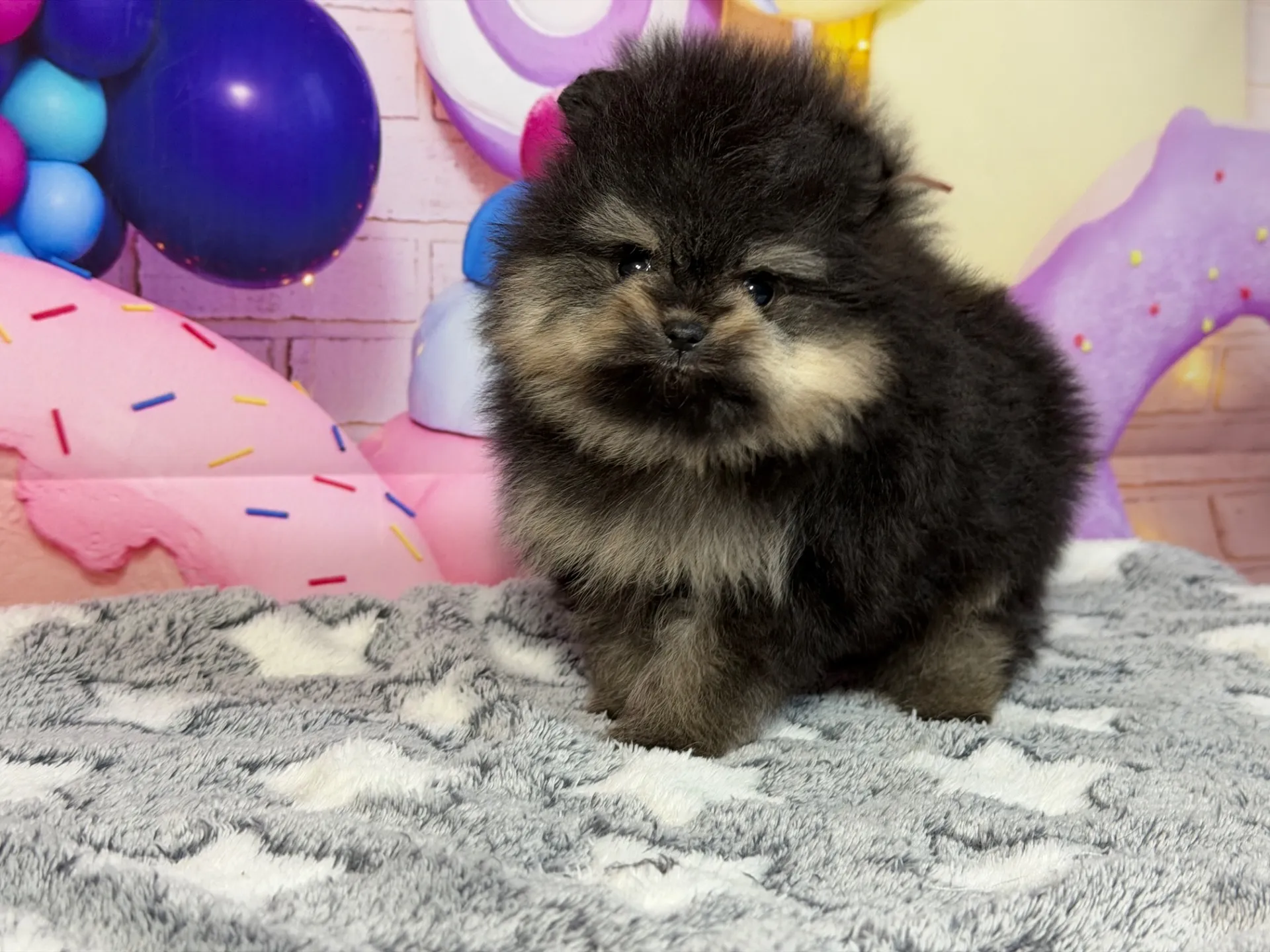 2/12生 ブラック&タン♂ NO.005