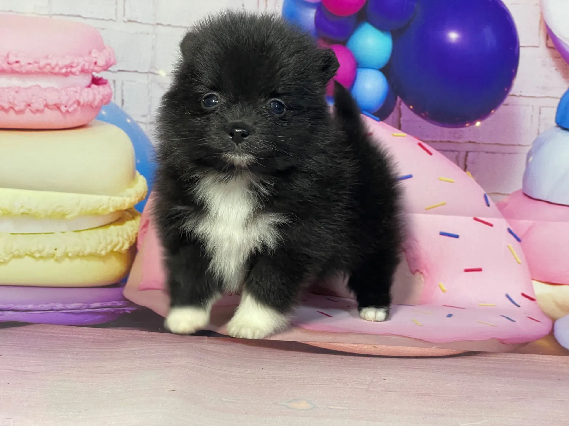 2/10生 ブラック・ホワイト♀ NO.004