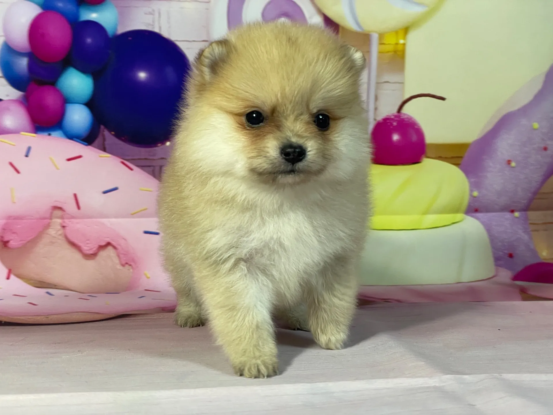 2/10生 オレンジマール♀ NO.003