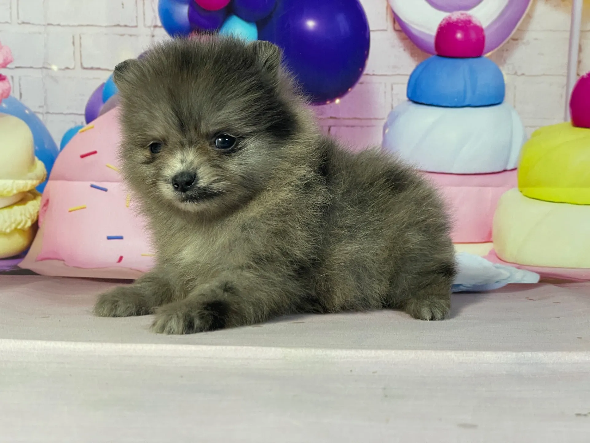 2/10生 ブルーマール♂ NO.002