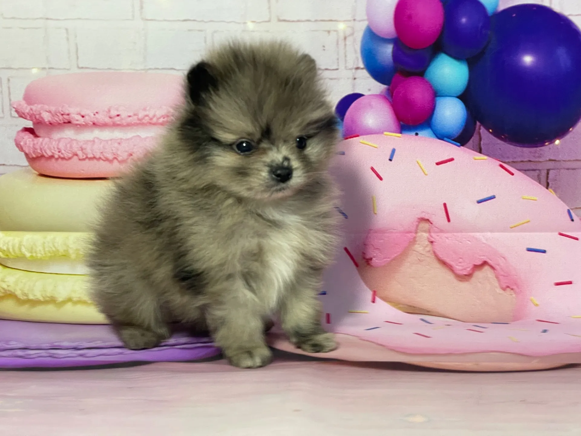 2/10生 ブルーマール♂ NO.001