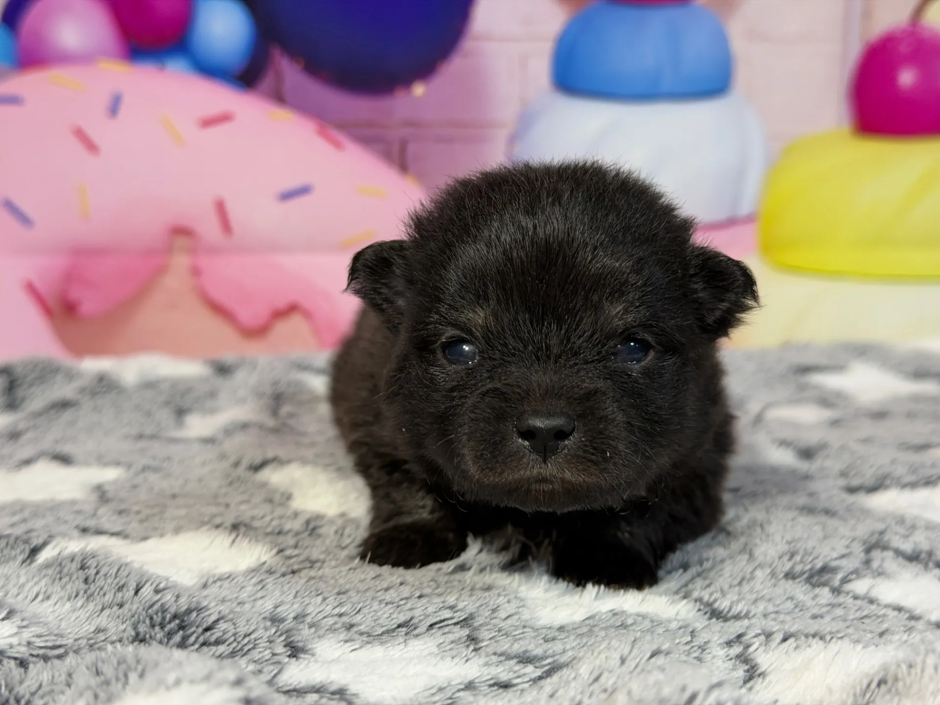 3/9生 ブラックタン♂ NO.006