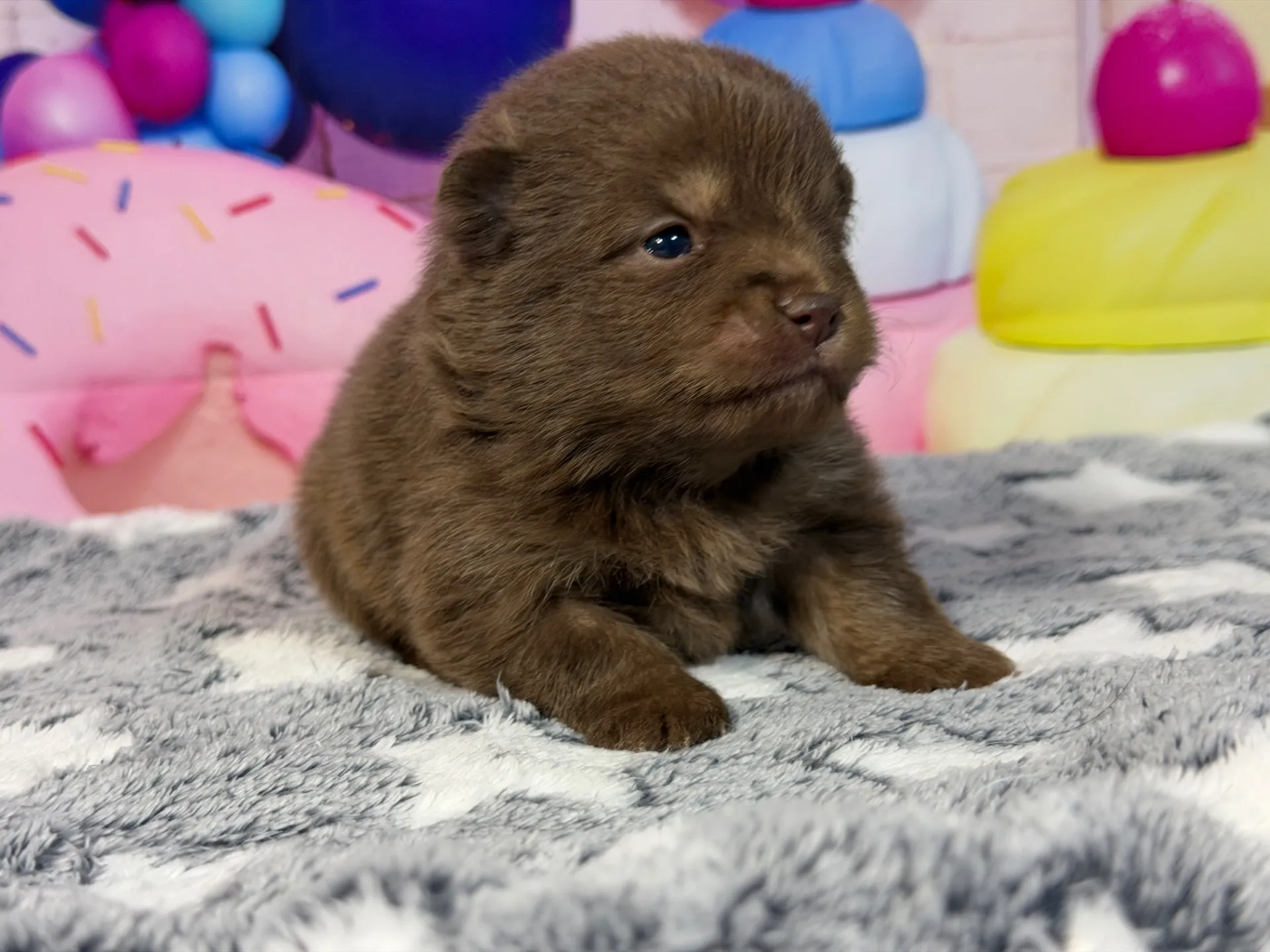 3/9生 チョコタン♂ NO.007