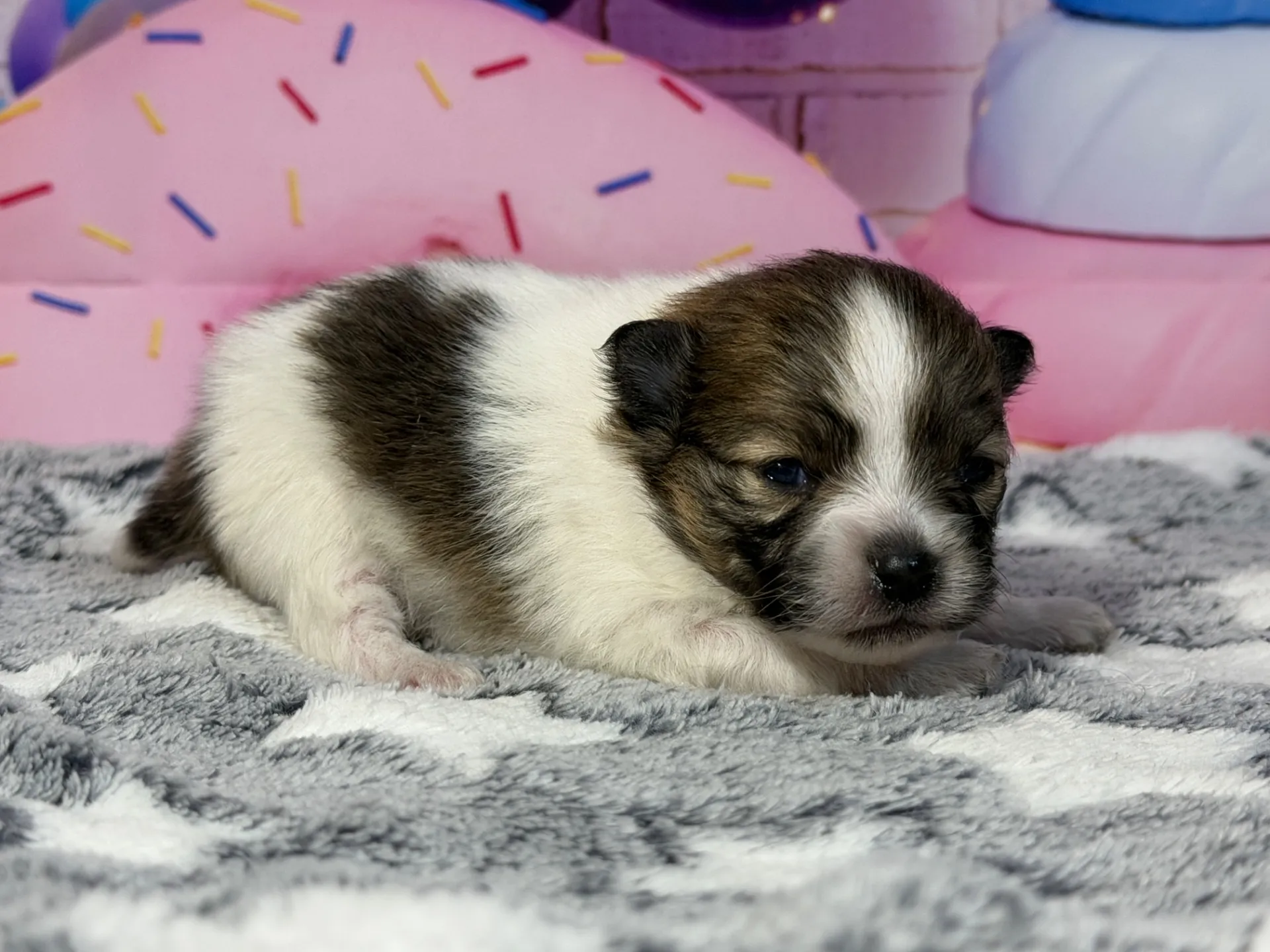 3/10生 ホワイト&レッド♂ NO 009