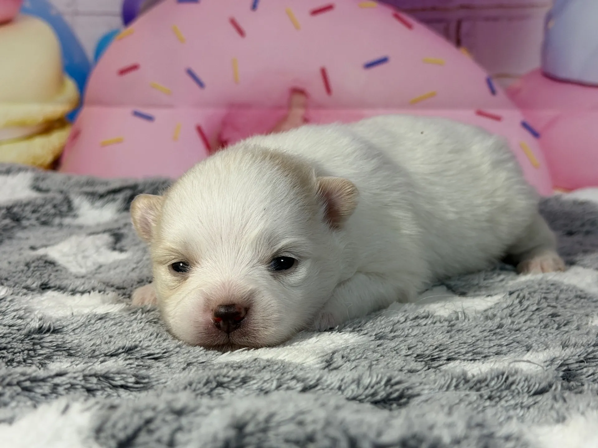 3/10生 ホワイト&クリーム♀ NO 009